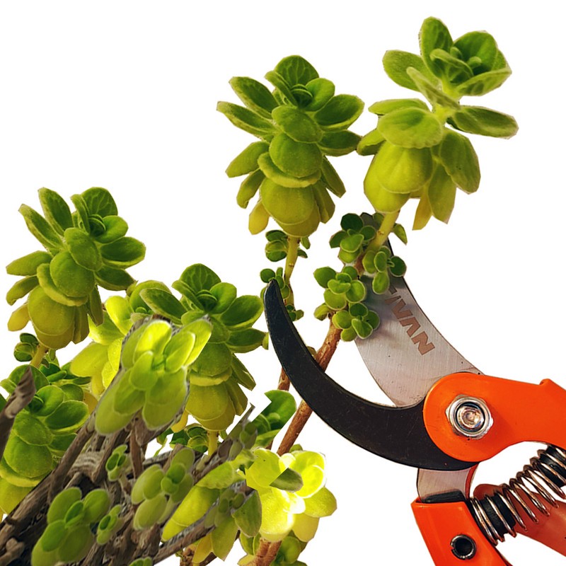 قیچی باغبانی تیوان کد AT - 330 مدل 330